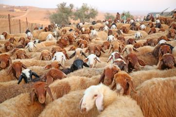 Jordanian flock of sheep.