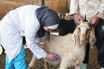 Mercy corps employee administering vaccination to a goat.