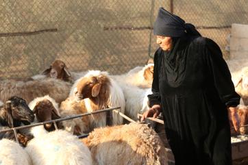 A participant looks at some livestock.