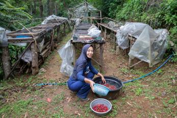 A person washing coffee beans on their family's farm.