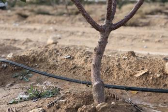 Jordanian orchard with drip irrigation system.