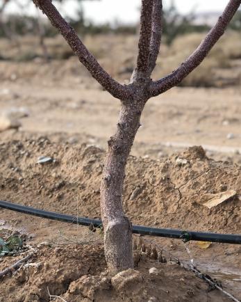 A irrigation system installed by a tree.