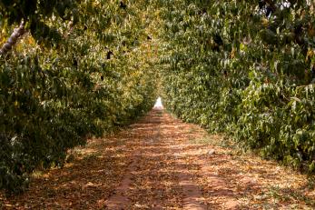 Jordanian farm scene with dirt road splitting orchard rows.