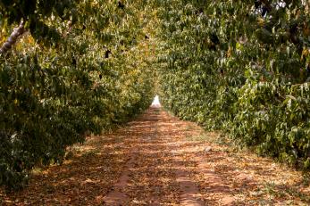 Jordanian farm scene with dirt road splitting orchard rows.