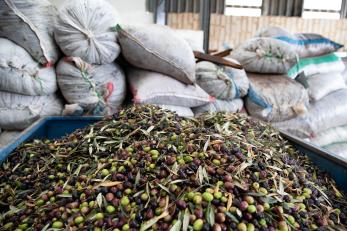 A bine of harvested olives prepped for making olive oil.