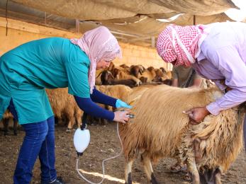 Two individuals work with a livestock animal.